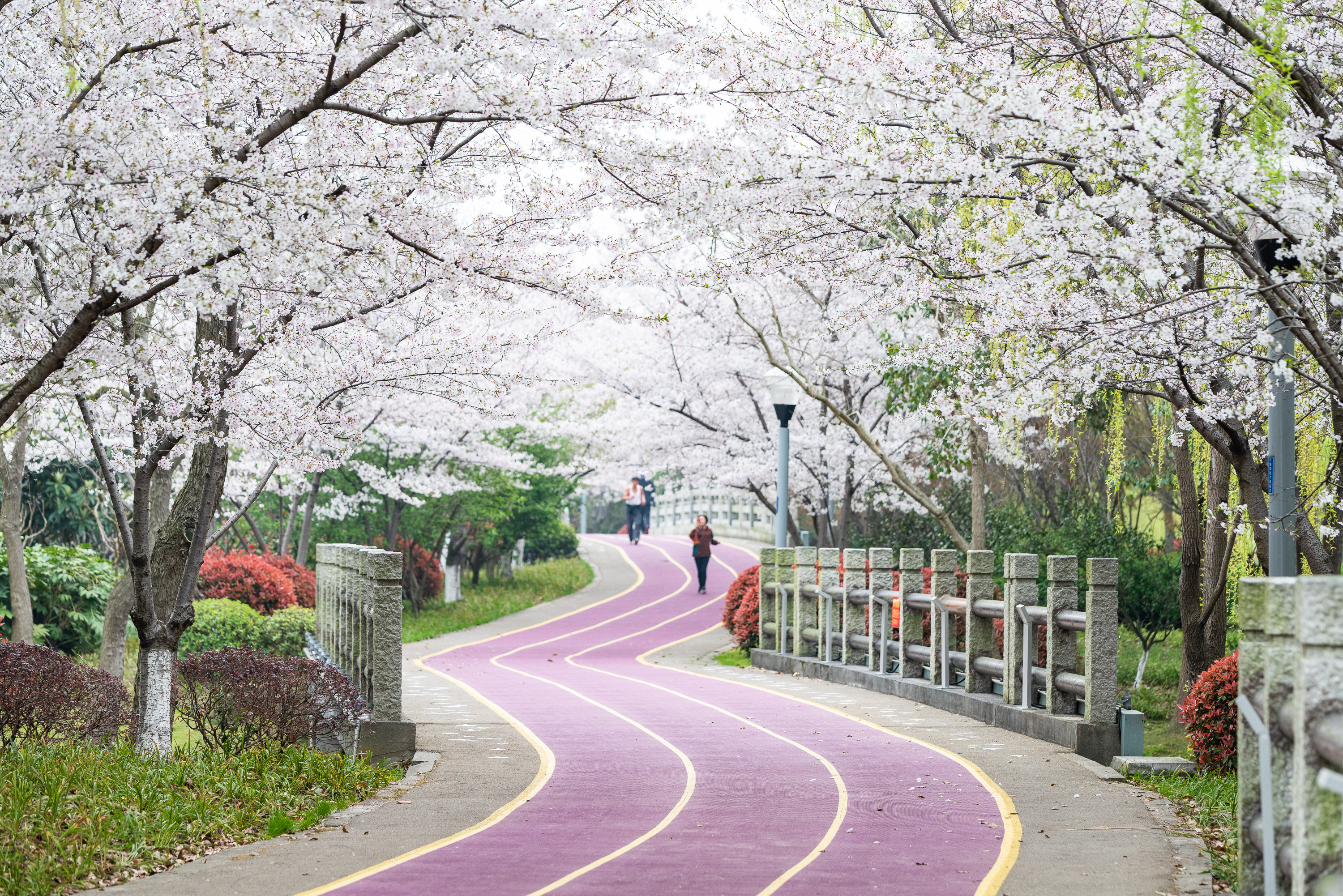 大洛山健步道图片